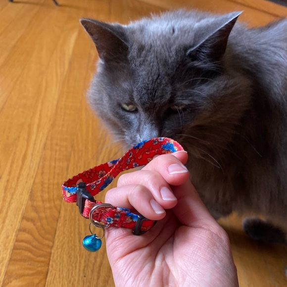 Adjustable Kitten Collar - Picture 1 of 5